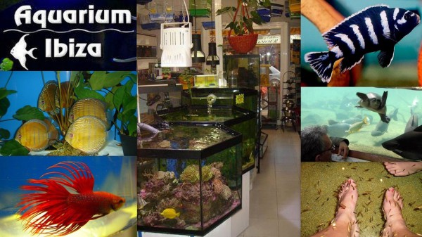 AQUARIUM IBIZA    Calle José Riquer Llobet,  8 07800  Ibiza (Eivissa)                    ﻿ Telf.  (+34)  971 39 11 09   Fue en 1989 cuando se abrió la tienda acuarió dedicada con especial atención al 